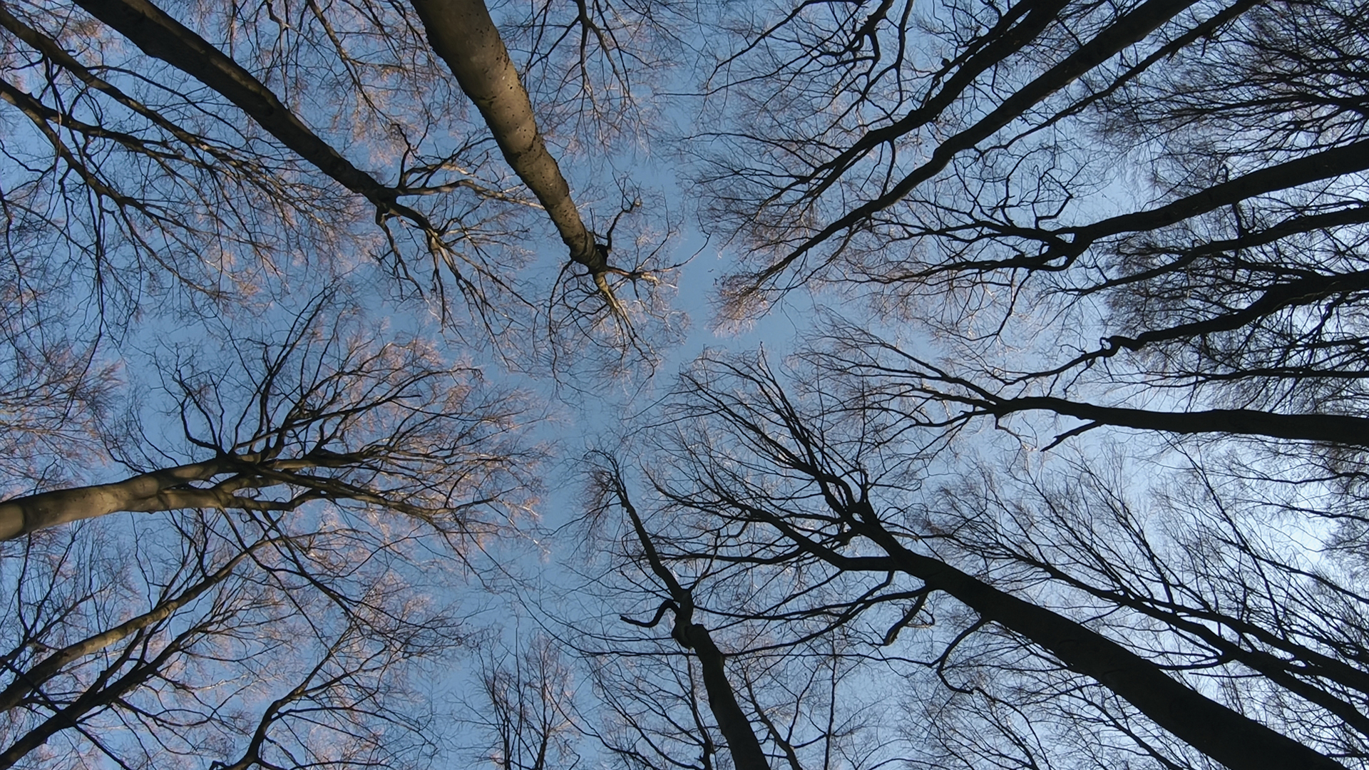 Жизнь деревьев в городе. Тайная жизнь деревьев. The hidden Life of Trees. Review: the hidden Life of Trees by Peter Wohlleben.